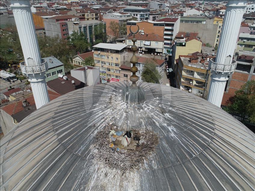 Kubbedeki "göçmen misafirler"
