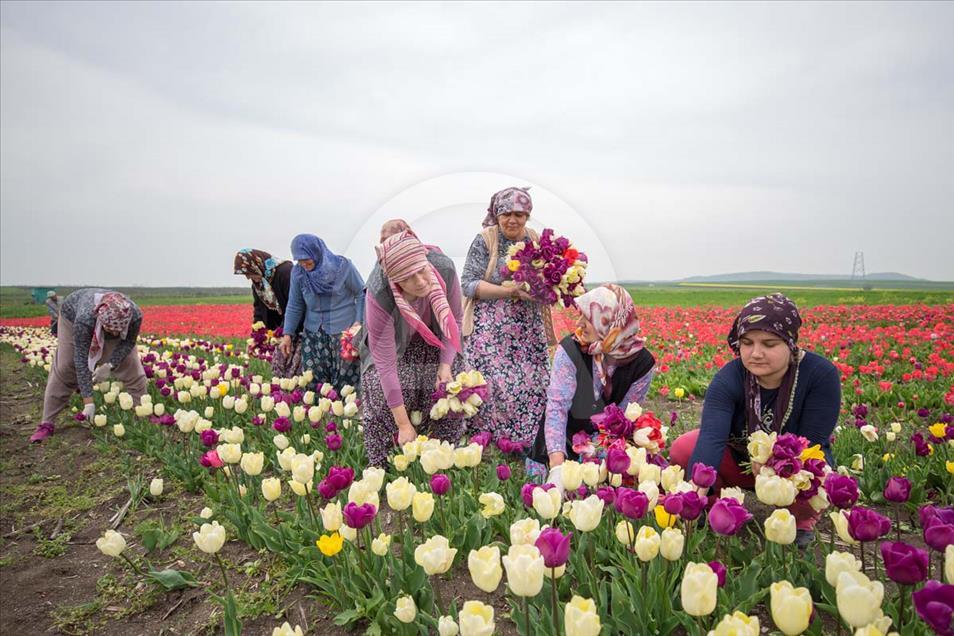 Las mujeres que cosechan los bulbos de tulipán en Turquía
