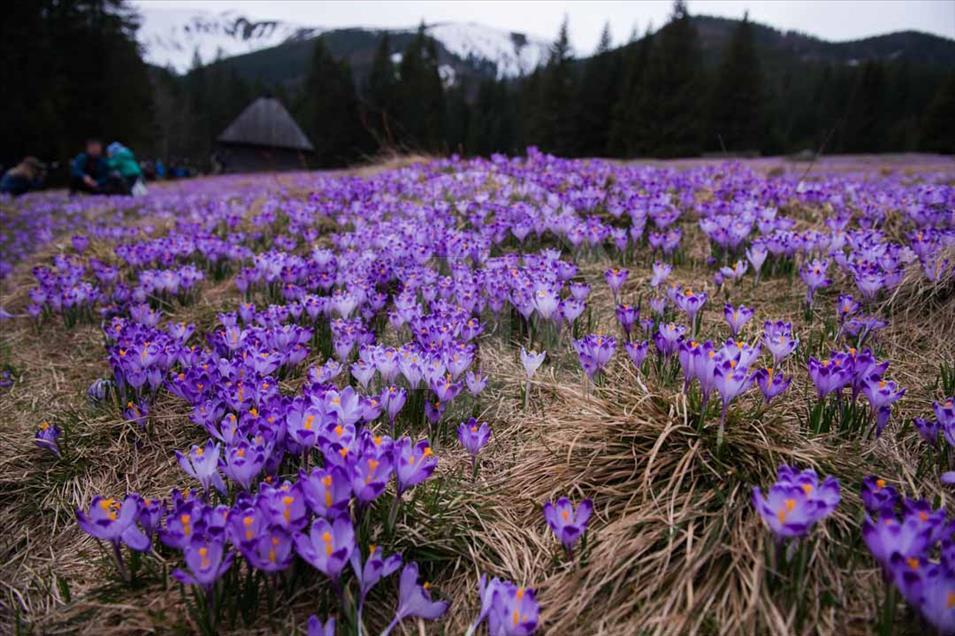 Polonia: valle de Chocholowska cubierto de flores de azafrán