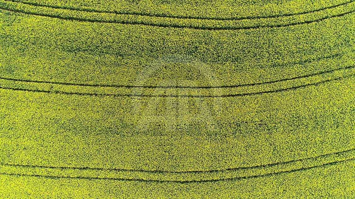 Las mujeres que cosechan los bulbos de tulipán en Turquía