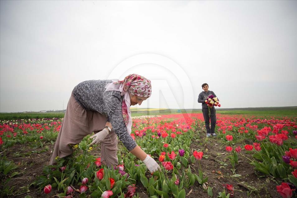 Las mujeres que cosechan los bulbos de tulipán en Turquía