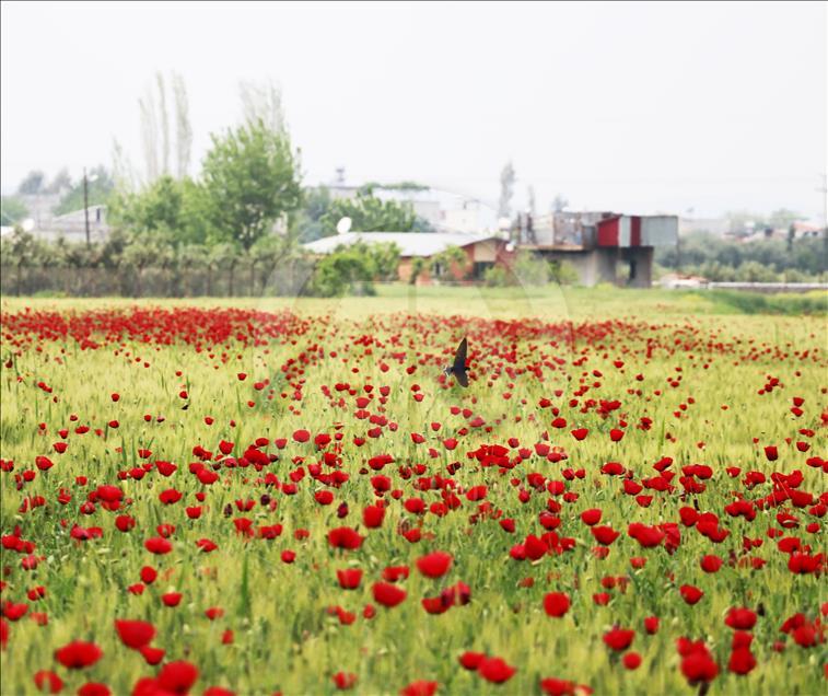 Buğday tarlaları kırmızıya boyandı