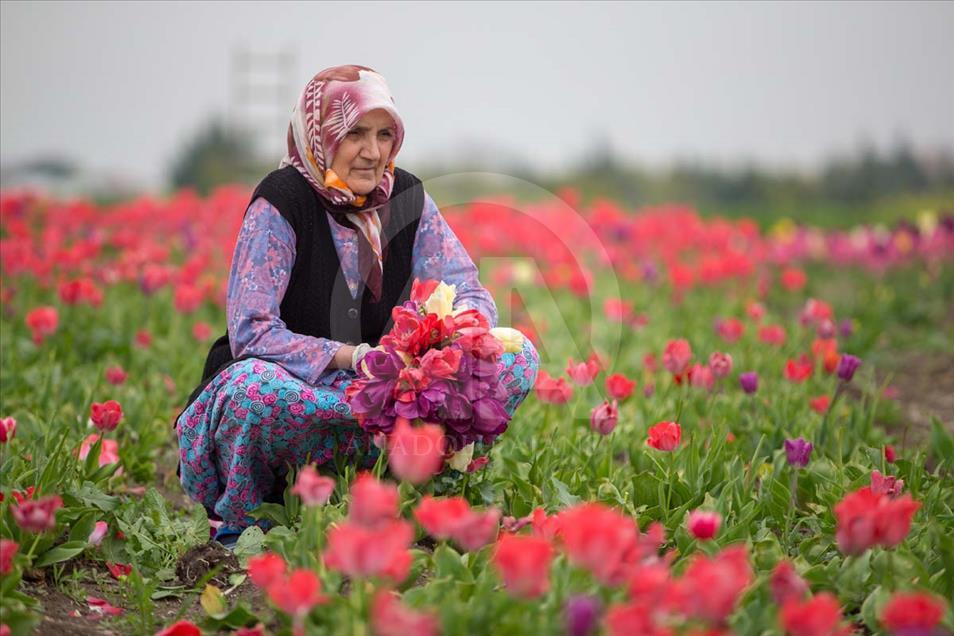 Las mujeres que cosechan los bulbos de tulipán en Turquía