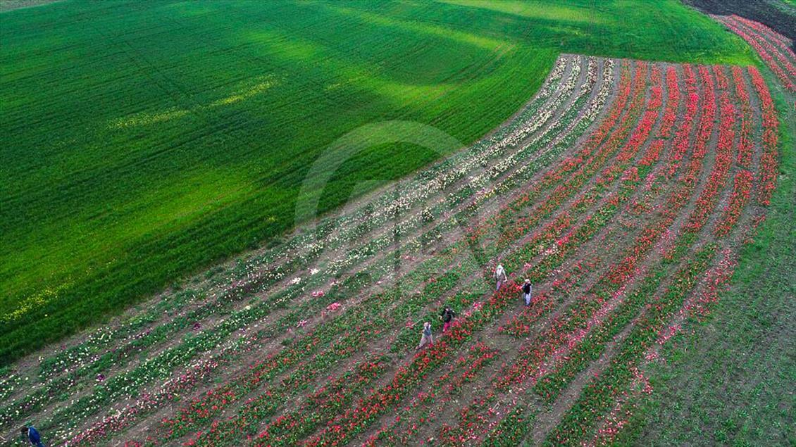 Las mujeres que cosechan los bulbos de tulipán en Turquía