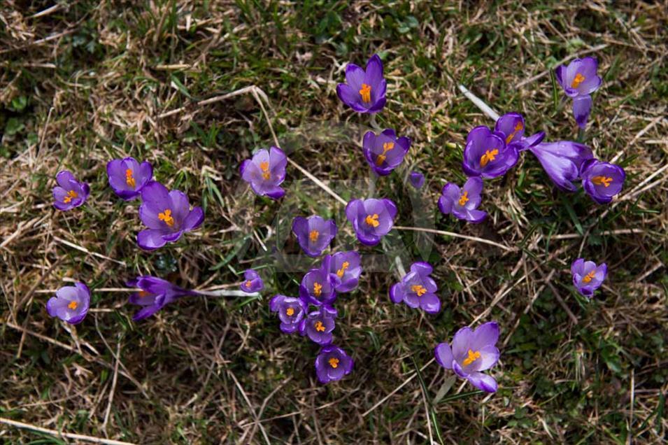 Polonia: valle de Chocholowska cubierto de flores de azafrán