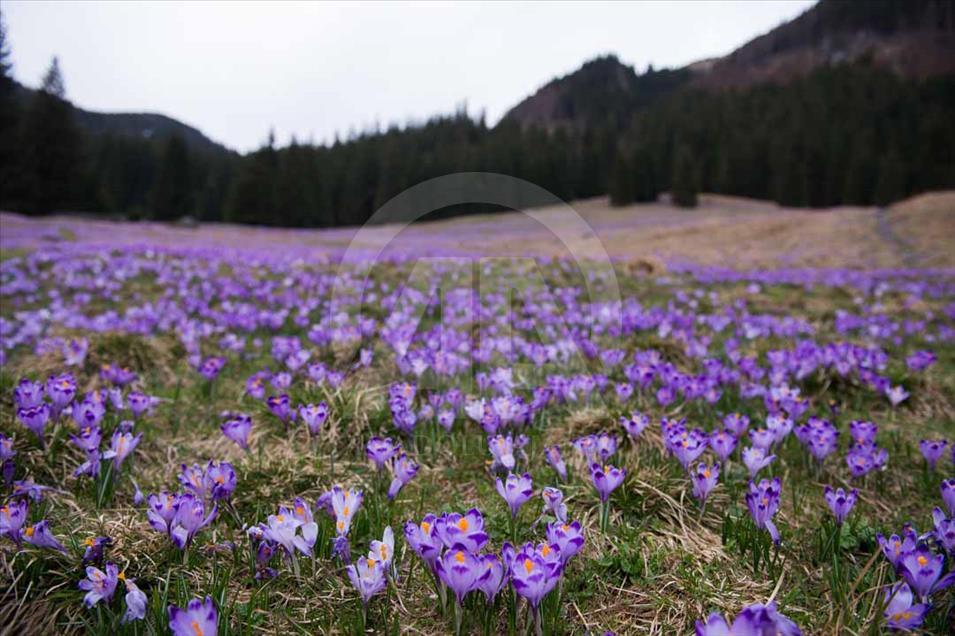 Polonia: valle de Chocholowska cubierto de flores de azafrán