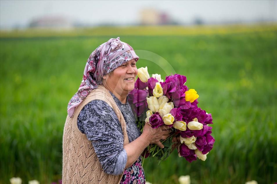 Las mujeres que cosechan los bulbos de tulipán en Turquía