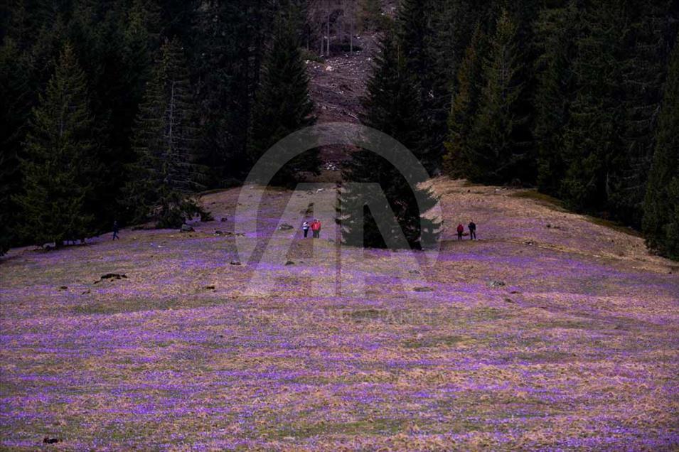 Polonia: valle de Chocholowska cubierto de flores de azafrán