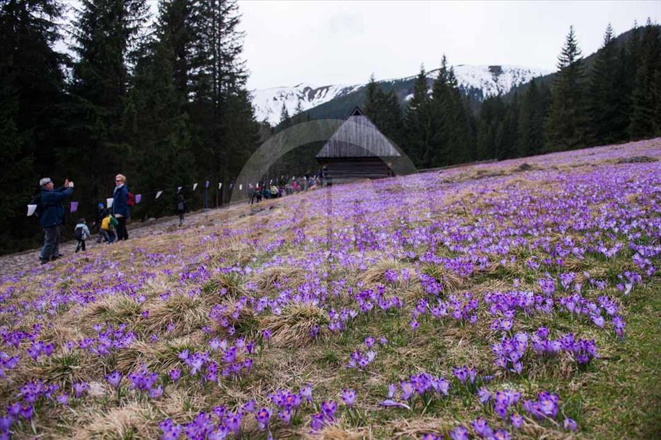 Polonia: valle de Chocholowska cubierto de flores de azafrán