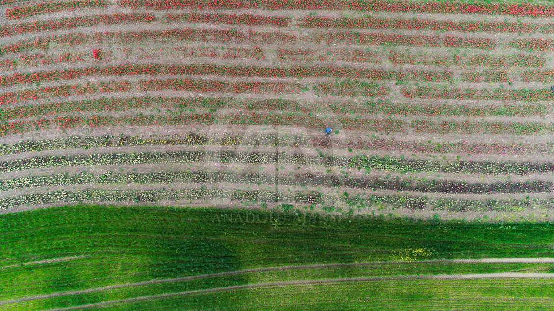 Las mujeres que cosechan los bulbos de tulipán en Turquía