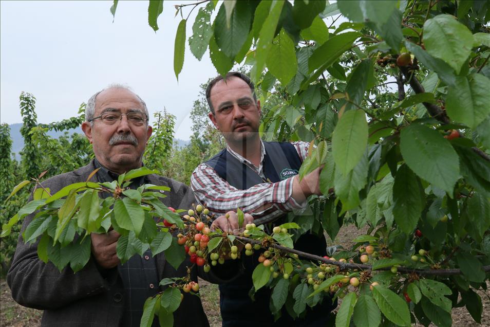 Kiraz diyarında ilk hasat heyecanı