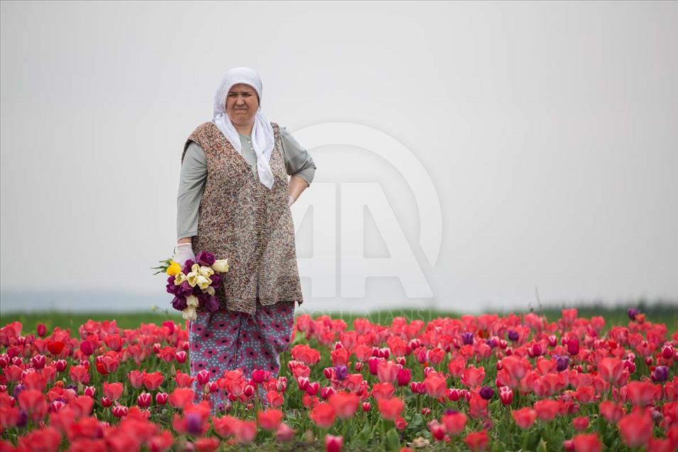 Las mujeres que cosechan los bulbos de tulipán en Turquía