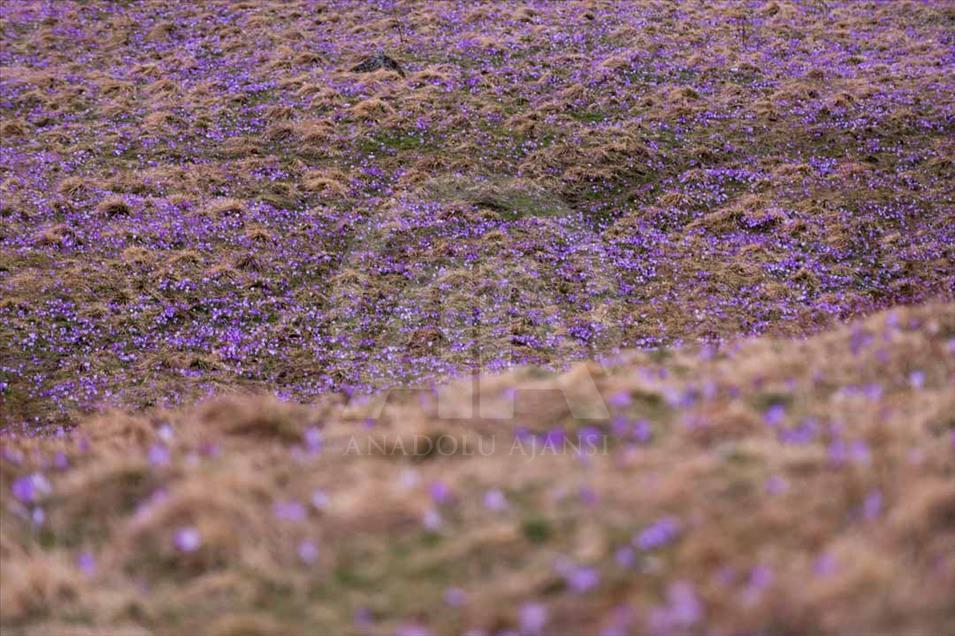 Polonia: valle de Chocholowska cubierto de flores de azafrán