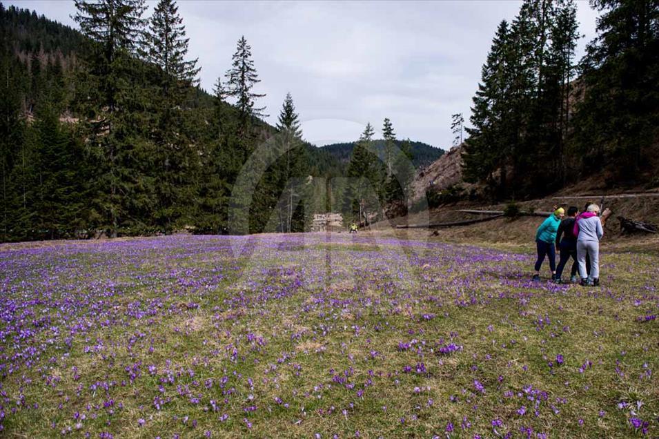 Polonia: valle de Chocholowska cubierto de flores de azafrán