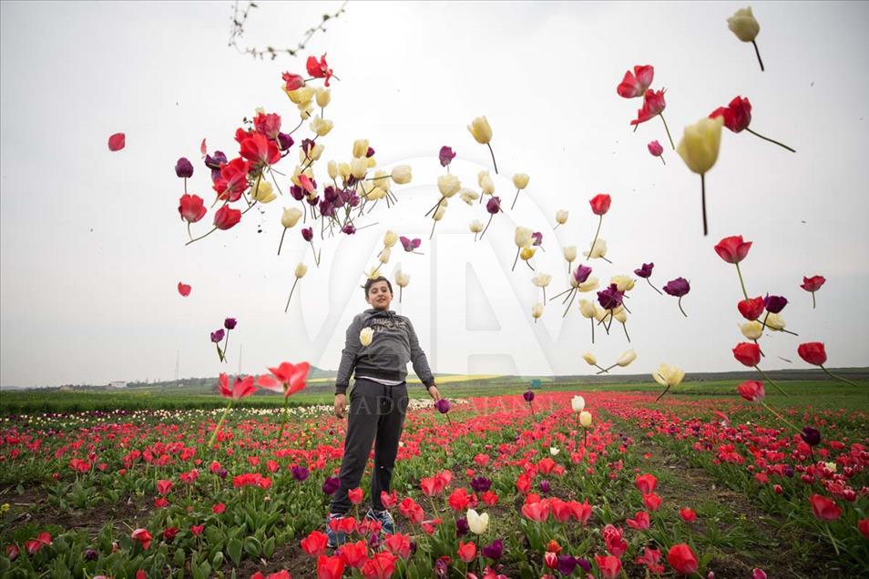 Las mujeres que cosechan los bulbos de tulipán en Turquía