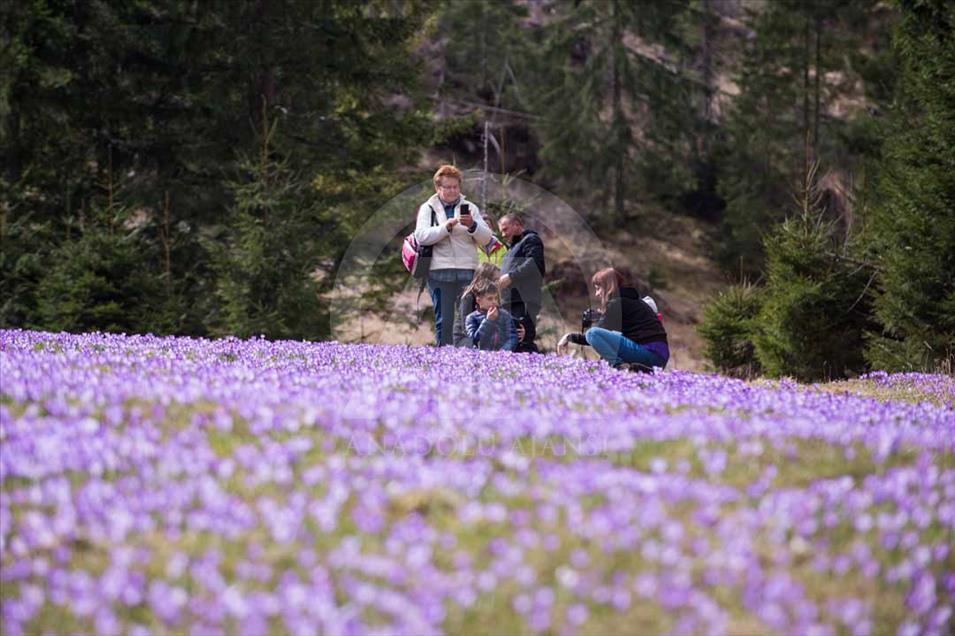 Polonia: valle de Chocholowska cubierto de flores de azafrán