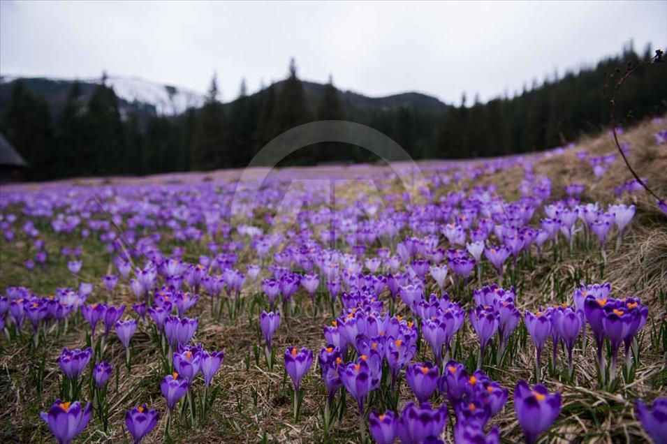Polonia: valle de Chocholowska cubierto de flores de azafrán