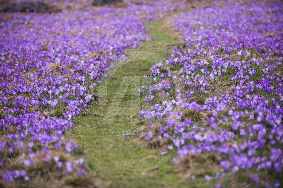 Polonia: valle de Chocholowska cubierto de flores de azafrán