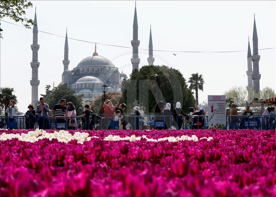 إسطنبول تتزين بأكبر سجادة بالعالم من زهور التوليب
