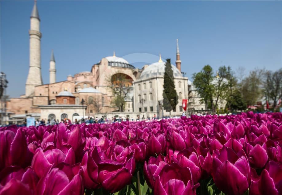 The world's largest tulip carpet in Istanbul