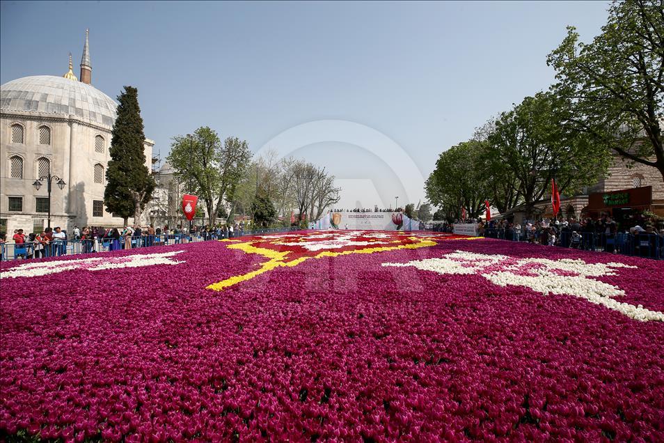إسطنبول تتزين بأكبر سجادة بالعالم من زهور التوليب
