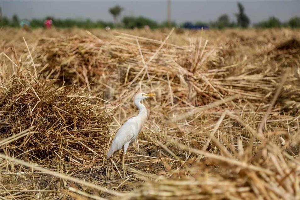Agricultores egipcios cosechan el trigo de una manera tradicional