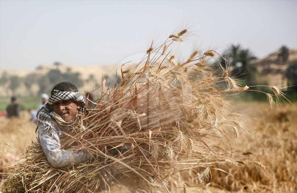 Agricultores egipcios cosechan el trigo de una manera tradicional