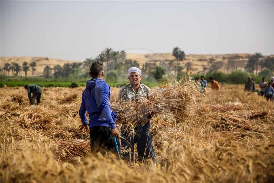 Agricultores egipcios cosechan el trigo de una manera tradicional