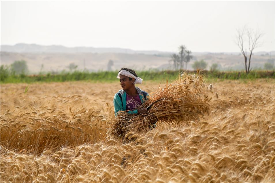 Wheat harvest in Egypt