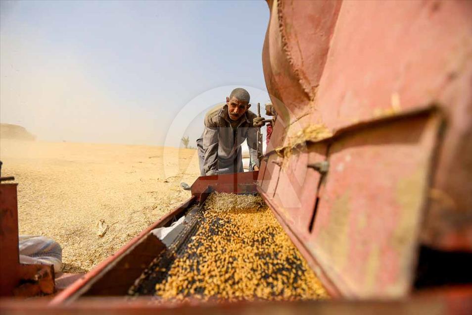 Agricultores egipcios cosechan el trigo de una manera tradicional