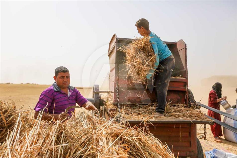 Agricultores egipcios cosechan el trigo de una manera tradicional