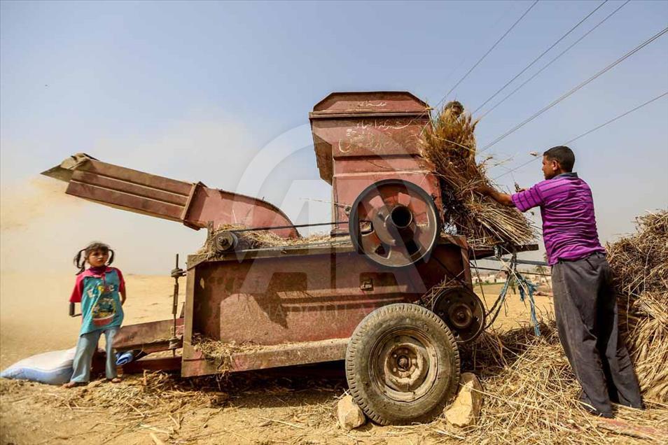 Agricultores egipcios cosechan el trigo de una manera tradicional