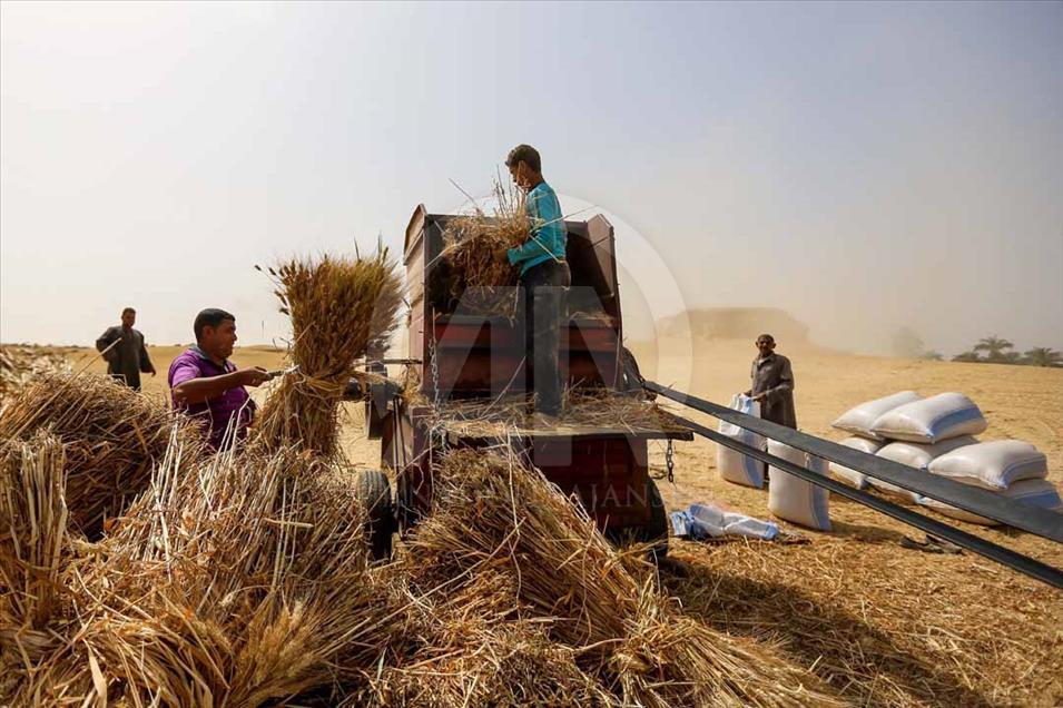 Agricultores egipcios cosechan el trigo de una manera tradicional