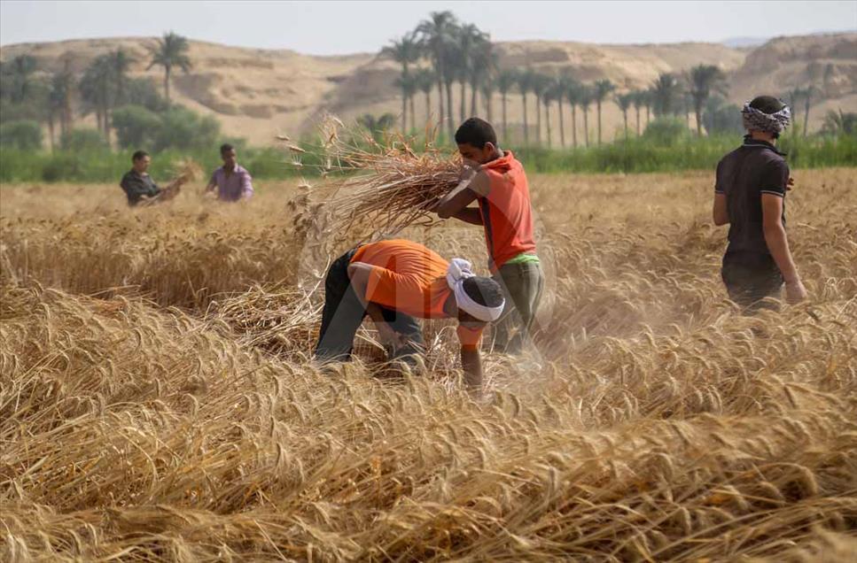 Agricultores egipcios cosechan el trigo de una manera tradicional
