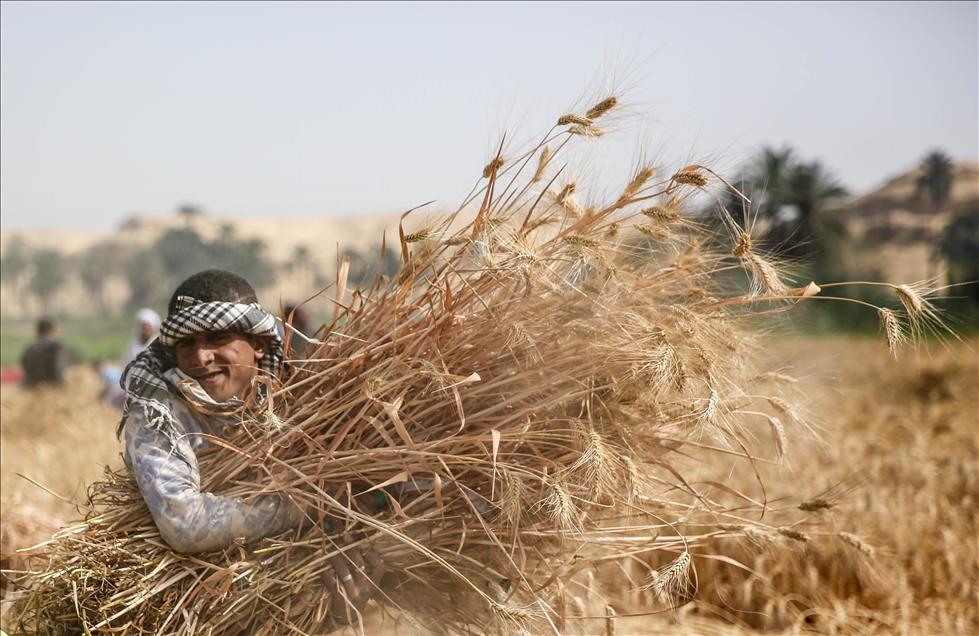 Wheat harvest in Egypt