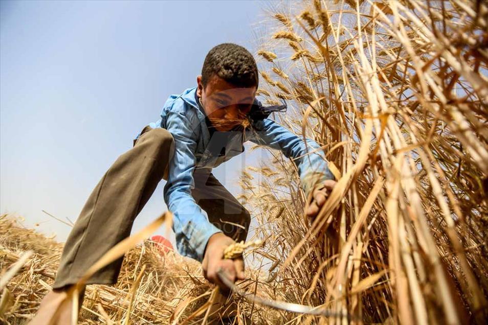 Agricultores egipcios cosechan el trigo de una manera tradicional
