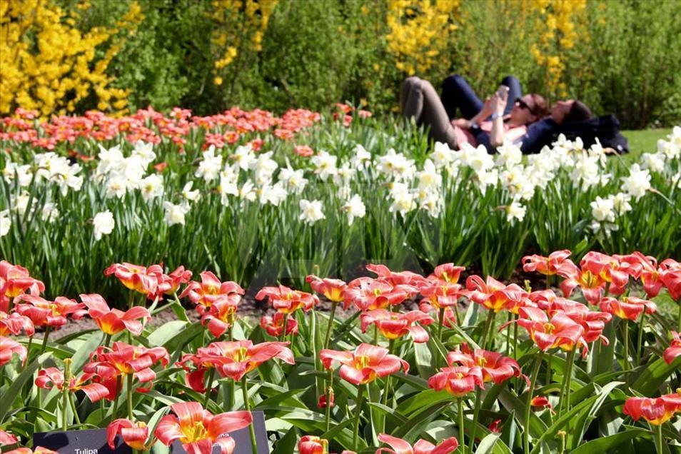 La hora del tulipán en Holanda