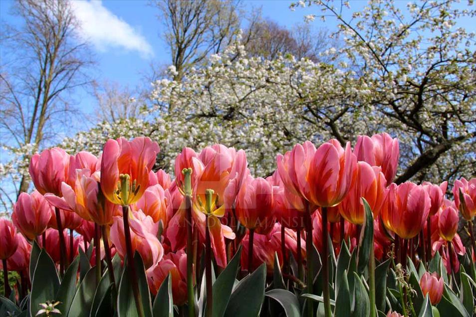 La hora del tulipán en Holanda