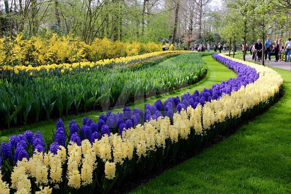 La hora del tulipán en Holanda