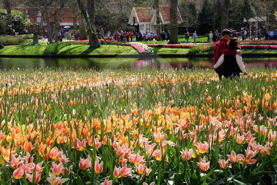 La hora del tulipán en Holanda