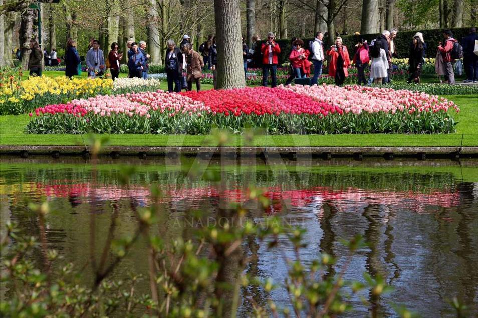 La hora del tulipán en Holanda