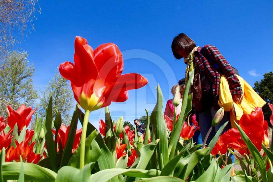 La hora del tulipán en Holanda