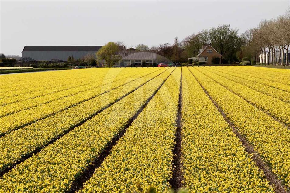 La hora del tulipán en Holanda