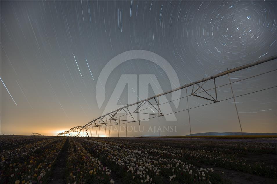 Keindahan bunga Tulip pada malam hari di Konya, Turki