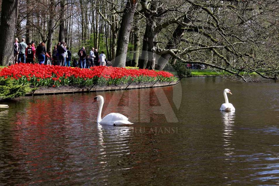 La hora del tulipán en Holanda