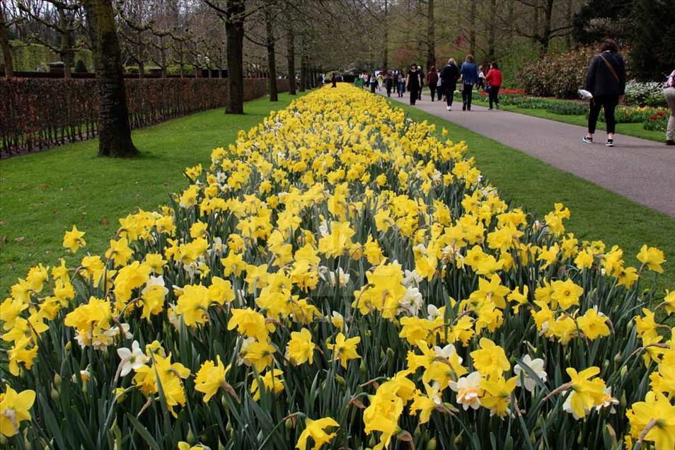 La hora del tulipán en Holanda