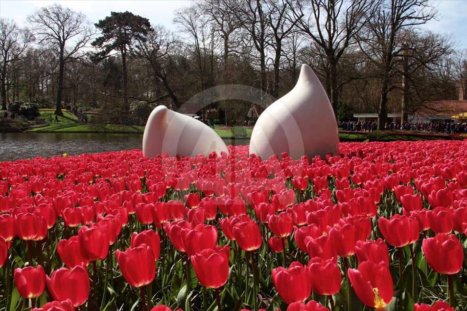 La hora del tulipán en Holanda