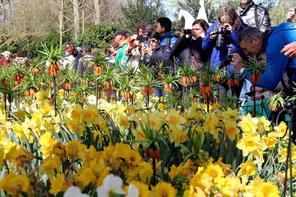 La hora del tulipán en Holanda
