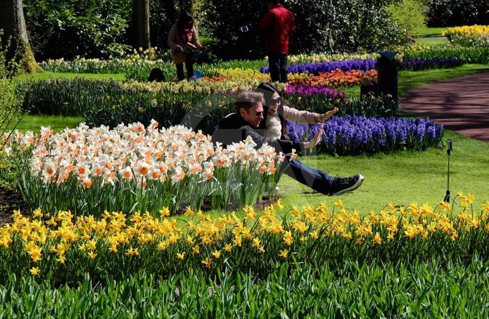 La hora del tulipán en Holanda