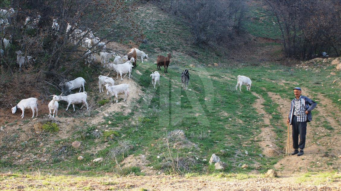 Ankara keçisi yetiştiriciliğine yeniden başladılar
